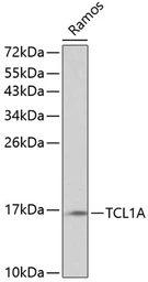Anti-TCL1A antibody used in Western Blot (WB). GTX16378