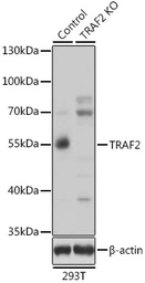 Anti-TRAF2 antibody used in Western Blot (WB). GTX16381