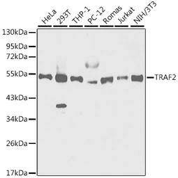 Anti-TRAF2 antibody used in Western Blot (WB). GTX16381