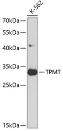 Anti-TPMT antibody used in Western Blot (WB). GTX16383