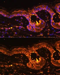 Anti-Tyrosinase antibody used in IHC (Paraffin sections) (IHC-P). GTX16389