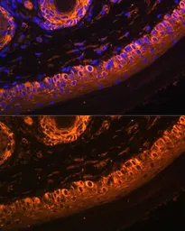 Anti-Tyrosinase antibody used in IHC (Paraffin sections) (IHC-P). GTX16389