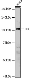 Anti-TTK antibody used in Western Blot (WB). GTX16407