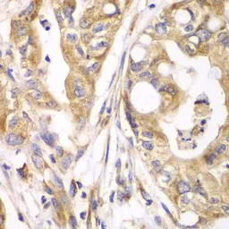 Anti-TXNRD2 antibody used in IHC (Paraffin sections) (IHC-P). GTX16430