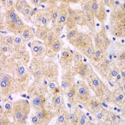Anti-TXNRD2 antibody used in IHC (Paraffin sections) (IHC-P). GTX16430