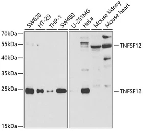 Anti-TWEAK antibody used in Western Blot (WB). GTX16436