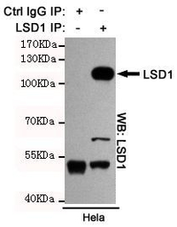 Anti-LSD1 antibody [1E5-H2] used in Immunoprecipitation (IP). GTX16471