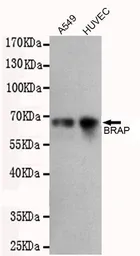 Anti-BRAP antibody [1E7-C9-D10-B10] used in Western Blot (WB). GTX16484