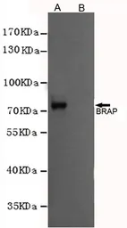 Anti-BRAP antibody [1E7-C9-D10-B10] used in Western Blot (WB). GTX16484