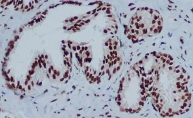 Anti-HP1 gamma antibody [5G10-F7-A12] used in IHC (Paraffin sections) (IHC-P). GTX16488