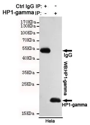 Anti-HP1 gamma antibody [5G10-F7-A12] used in Immunoprecipitation (IP). GTX16488