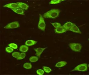 Anti-Grp78 antibody [9E4-2A7-H6] used in Immunocytochemistry/ Immunofluorescence (ICC/IF). GTX16489