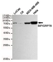 Anti-Grp78 antibody [9E4-2A7-H6] used in Western Blot (WB). GTX16489