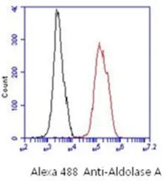 Anti-Aldolase A antibody [AT3F9] used in Flow cytometry (FCM). GTX16497