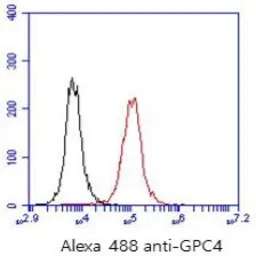 Anti-Glypican 4 antibody [AT51E3] used in Flow cytometry (FCM). GTX16498