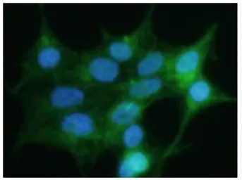Anti-Glypican 4 antibody [AT51E3] used in Immunocytochemistry/ Immunofluorescence (ICC/IF). GTX16498