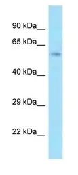 Anti-ACBD3 antibody, Internal used in Western Blot (WB). GTX16579