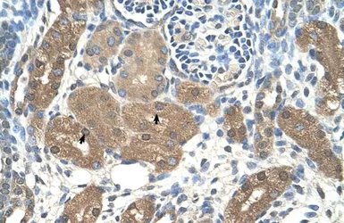 Anti-ACP1 antibody, N-term used in IHC (Paraffin sections) (IHC-P). GTX16588