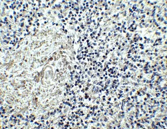 Anti-IL17 Receptor alpha antibody used in IHC (Paraffin sections) (IHC-P). GTX16598
