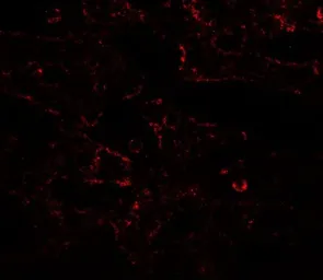 Anti-IL17 Receptor alpha antibody used in IHC (Paraffin sections) (IHC-P). GTX16598