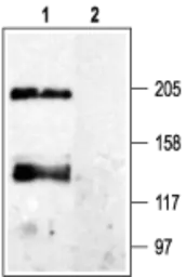Anti-Cav pan alpha 1 antibody used in Western Blot (WB). GTX16602