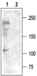 Anti-Cav3.3 antibody used in Western Blot (WB). GTX16604
