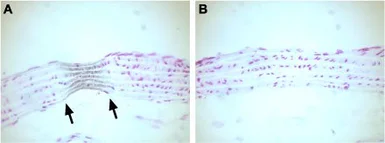 Anti-Cav1.2 antibody used in IHC (Paraffin sections) (IHC-P). GTX16606
