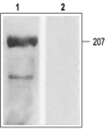 Anti-Cav1.2 antibody used in Western Blot (WB). GTX16606