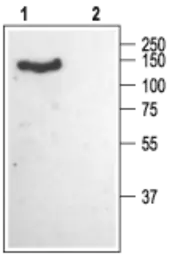 Anti-CACNA2D1 antibody used in Western Blot (WB). GTX16607