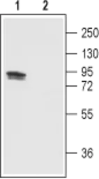 Anti-VR1/ TRPV1 antibody used in Western Blot (WB). GTX16609
