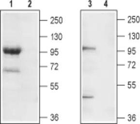 Anti-TRPC7 antibody used in Western Blot (WB). GTX16614