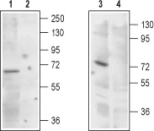 Anti-MCOLN1 antibody used in Western Blot (WB). GTX16615