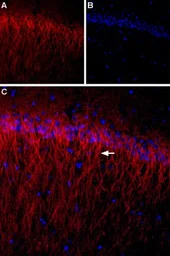 Anti-Cav beta 1 antibody used in IHC (Frozen sections) (IHC-Fr). GTX16620