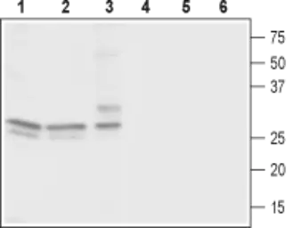 Anti-Cav gamma 3 antibody used in Western Blot (WB). GTX16621
