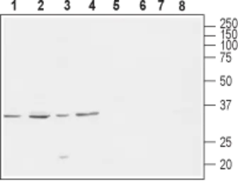 Anti-Cav gamma 4 antibody used in Western Blot (WB). GTX16625