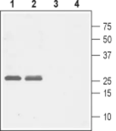 Anti-Cav gamma 5 antibody used in Western Blot (WB). GTX16626