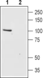 Anti-TRPC6 antibody used in Western Blot (WB). GTX16629