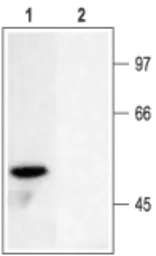 Anti-Kv1.6 antibody used in Western Blot (WB). GTX16638