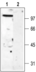 Anti-Kv3.2 antibody used in Western Blot (WB). GTX16639