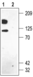 Anti-Kv2.1 antibody used in Western Blot (WB). GTX16640
