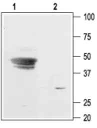 Anti-KCNJ9 antibody used in Western Blot (WB). GTX16648