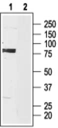Anti-HCN3 antibody used in Western Blot (WB). GTX16656