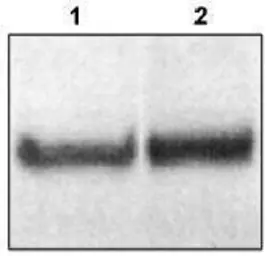 Anti-Dab1 antibody used in Western Blot (WB). GTX16675