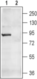 Anti-CNGA4 antibody used in Western Blot (WB). GTX16678