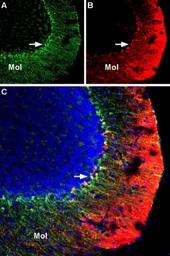 Anti-Kv1.3 antibody (Biotin) used in IHC (Frozen sections) (IHC-Fr). GTX16679-02