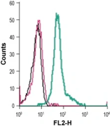 Anti-Kv1.3 antibody (PE) used in Flow cytometry (FCM). GTX16679-08