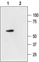 Anti-KCNK4 antibody used in Western Blot (WB). GTX16684