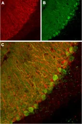 Anti-KCNK1 antibody used in IHC (Frozen sections) (IHC-Fr). GTX16685