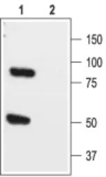 Anti-KCNK1 antibody used in Western Blot (WB). GTX16685