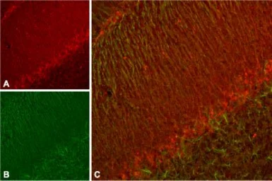 Anti-KCNH7 antibody used in IHC (Frozen sections) (IHC-Fr). GTX16686